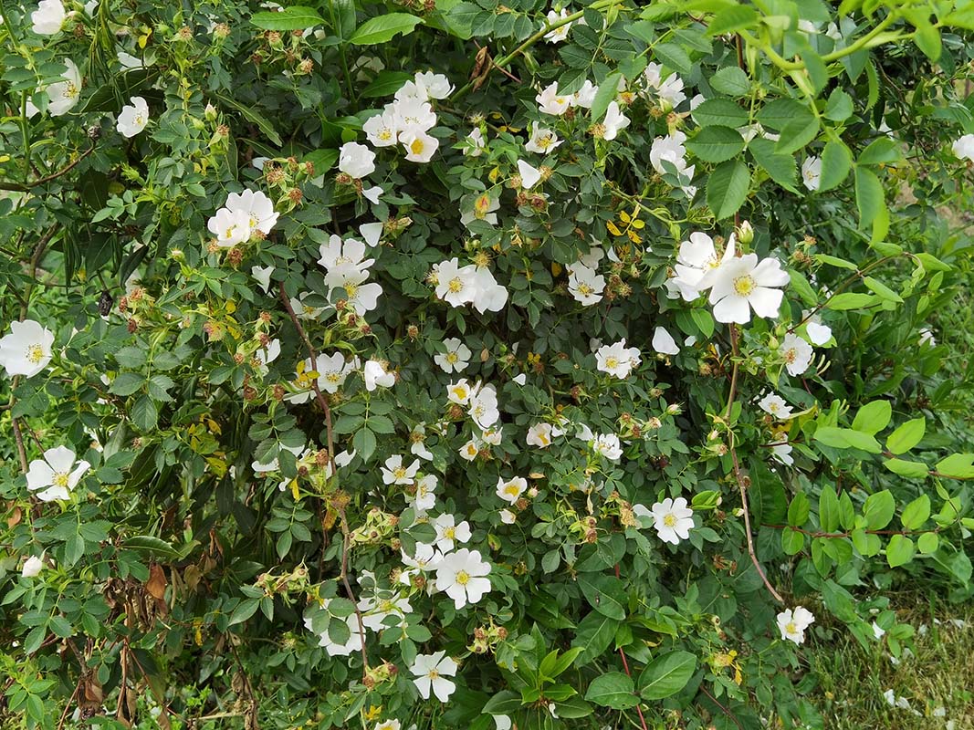 Rosa canina